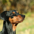 En hund med ett friskt öga utan vagel