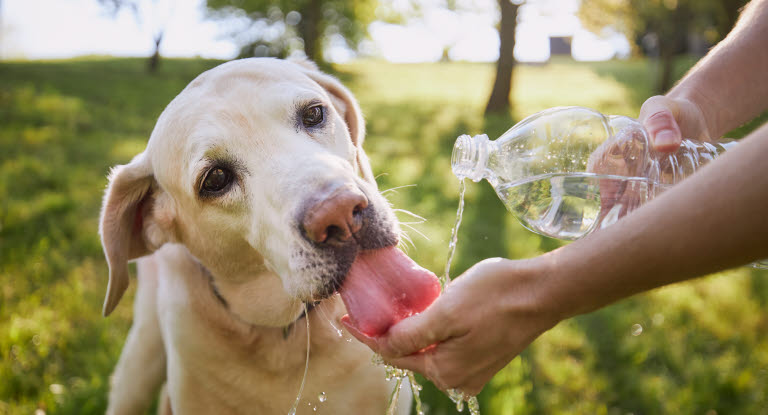 Värmeslag är livshotande, erbjud skugga och vatten till hund