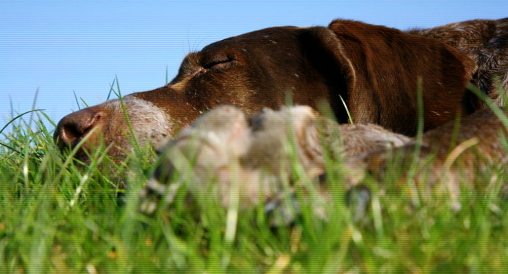 Närbild på en brun hund som sover i gräset.