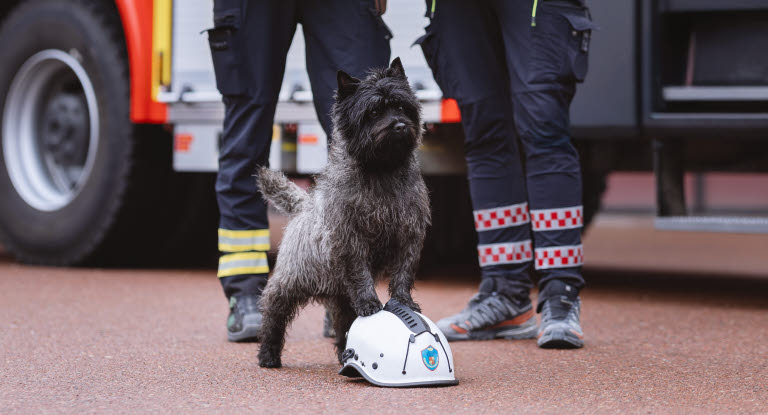 Årets bragdhund 2025