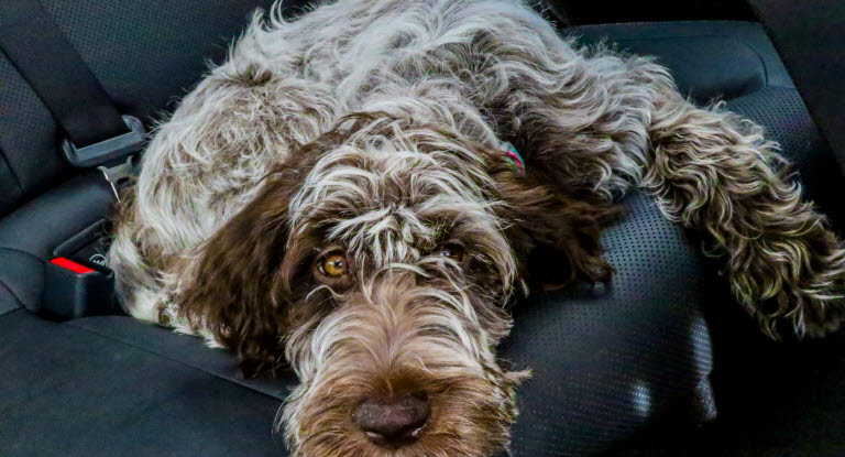 Hund som åker bil kan bli åksjuk.