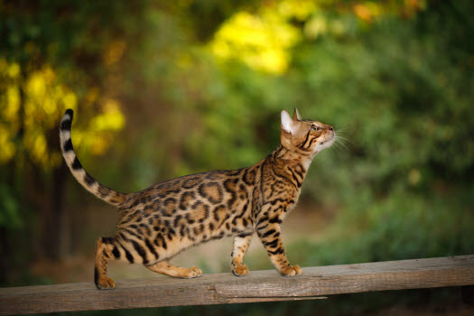 Bengal katt klättrar i träd