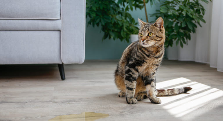 Kissar din katt inne?