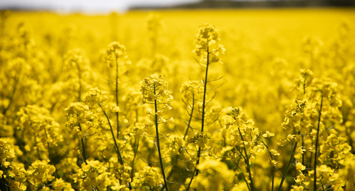 Hagelskador satte stopp för 3 000 ton raps - Agria Djurförsäkring