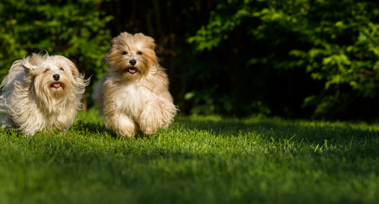 Bichon Havanais vanliga (och mindre vanliga) sjukdomar och skador 