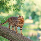 Bengal är en aktiv kattras som älskar att utforska sin omgivning och är alltid på jakt efter nya äventyr.