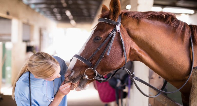 Veterinär undersöker hästens mun och tänder.