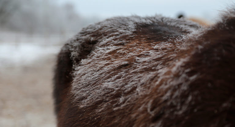 Om vädret tillåter kan du låta hästen gå utan täcke för att påskynda fällningsprocessen.