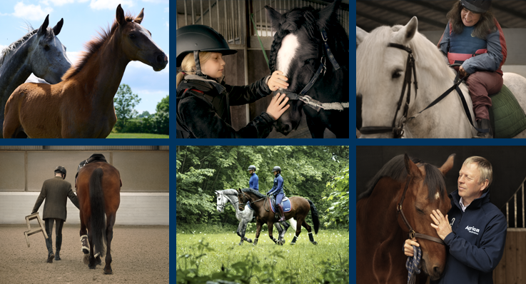 Kollage av bilder från Agrias VM-kampanj "Because all horses are champions".