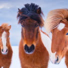 Islandshäst är en vanlig hästras i Sverige