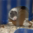 En råtta som gömmer sig kan vara tecken på att den inte mår bra.
