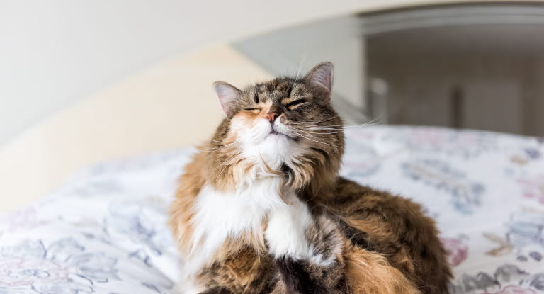 Klåda kan vara ett symtomen på allergi hos katt