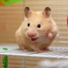 En hamster med ögonproblem kan bete sig aggressivt.