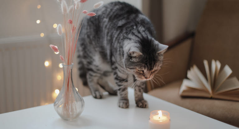 Undvik ljus för att undvika brännskador på katt