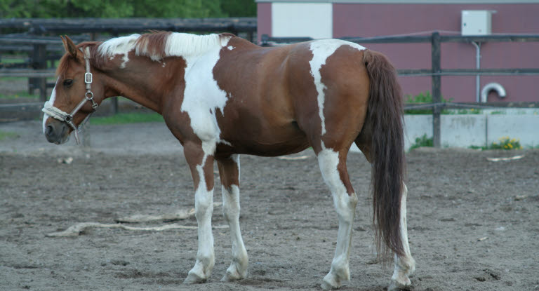 Nedstämd häst som drabbats av magsår