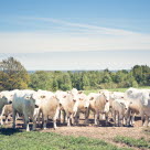 Charolais på bete