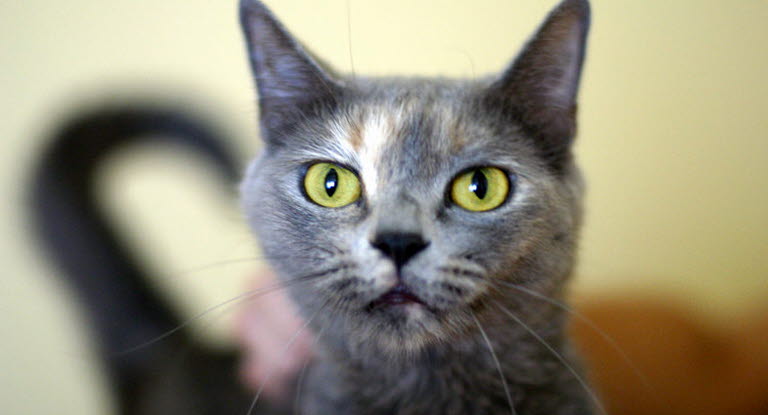 katt tumör symptom katt tumör symptom