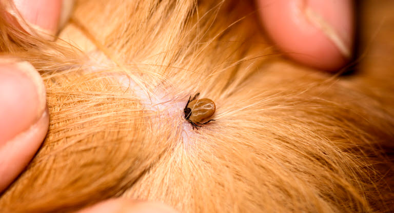Borrelia är en infektion som överförs via fästingar till hund.