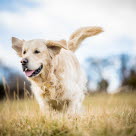 Golden Retriever är en av Sveriges vanligaste hundraser.