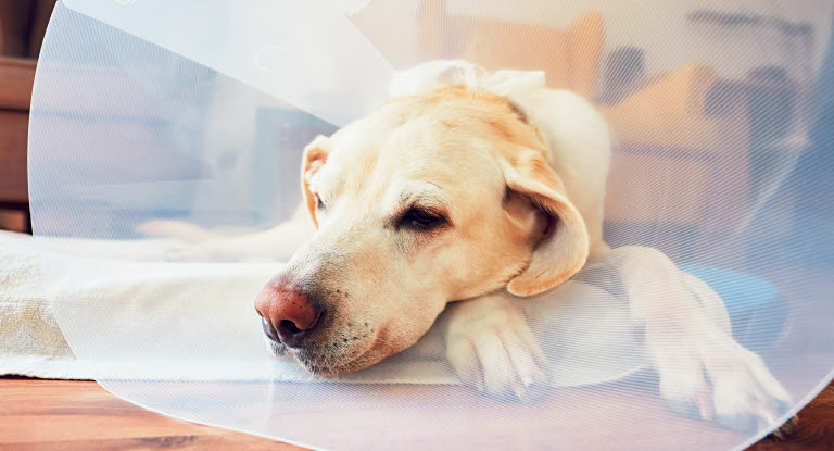 Hund behöver tratt om ett vasst föremål orsakat sår