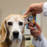 Hund blir undersökt hos veterinären.