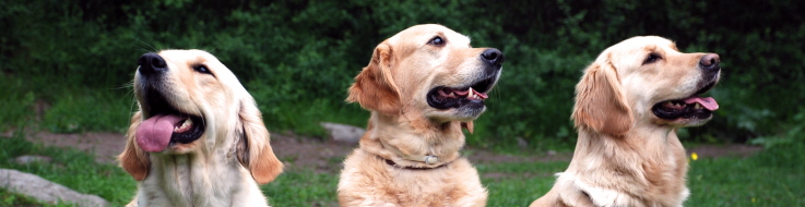 Tre golden retrievers sitter på rad.