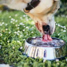 Hund som dricker mycket kan vara ett tecken på sjukdom. 