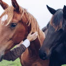 Hästar i flock kan sprida smitta mellan varandra.