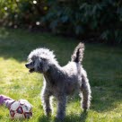 Toypudeln Eddie med cushings syndrom vid 12 års ålder.