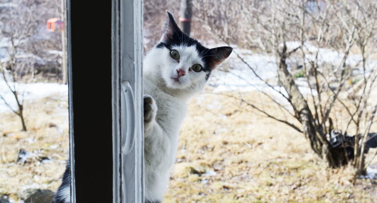 katt varm nos
