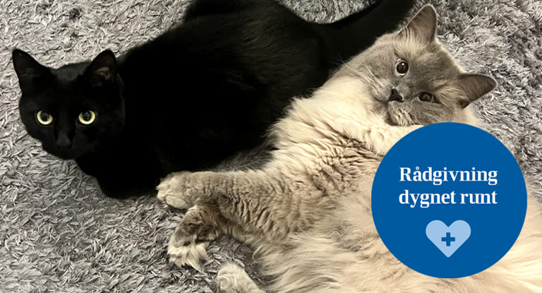 Katterna Hedvig och Frost ligger bredvid varandra på en vardagsrumsmatta.