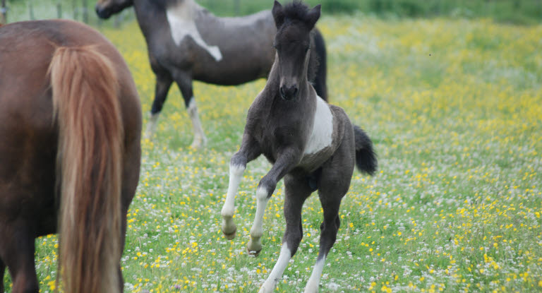 Islandshäst är en vanlig hästras i Sverige