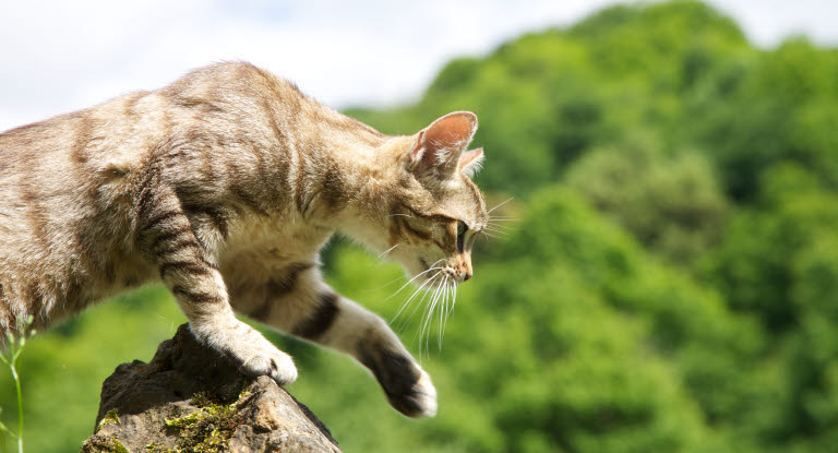 Katt som klättrar på en sten.