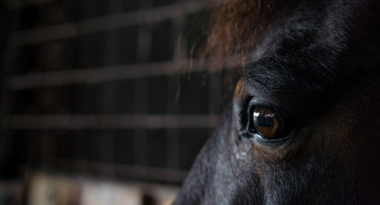 Häst som känner rädsla