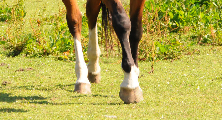 Hästens ben är ett vanligt område för senskador.