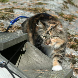 borrelia katt symtom borrelia katt symtom
