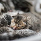 Nyfödd kattunge myser med kattmamman.