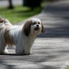 Hund kan bränna sig på asfalt