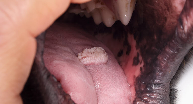 Hund med ett oralat papillom på sin tunga.