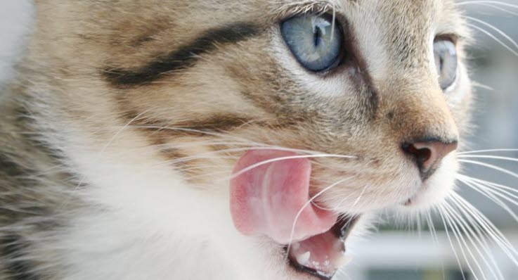 kattunge dålig andedräkt