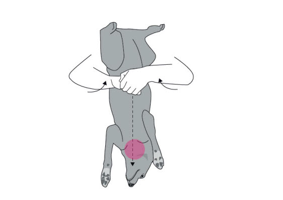 Heimlich-manöver på hund