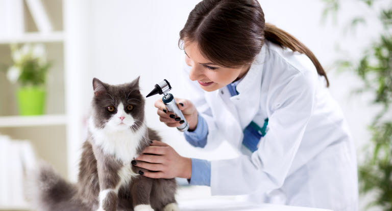 Vanliga orsaker att katter besöker veterinären.