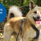 Hunden Aksel på promenad i skogen.