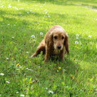 En hund som kissar ofta och lite kan vara ett tecken på urinsten.