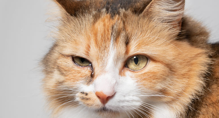 Katt med ögoninflammation på ena ögat.
