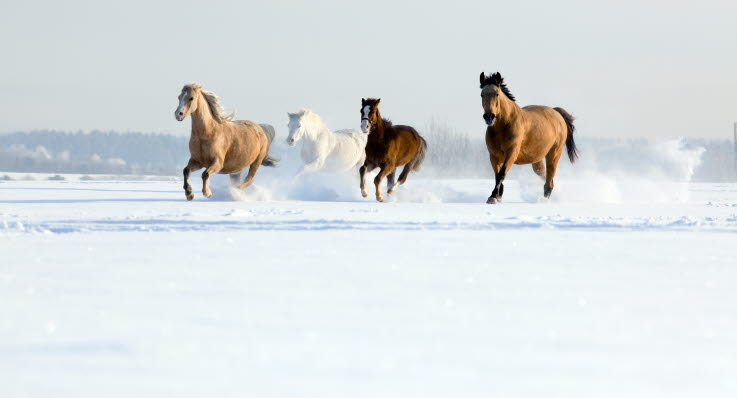 Hästar galopperar i snö