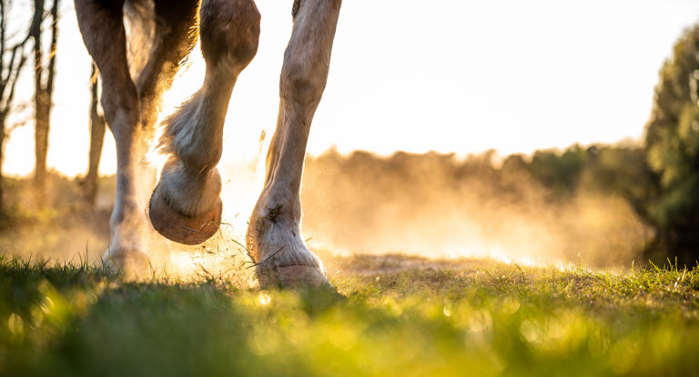 Att rida på varierat underlag är ett sätt att förebygga kotledsinflammation.