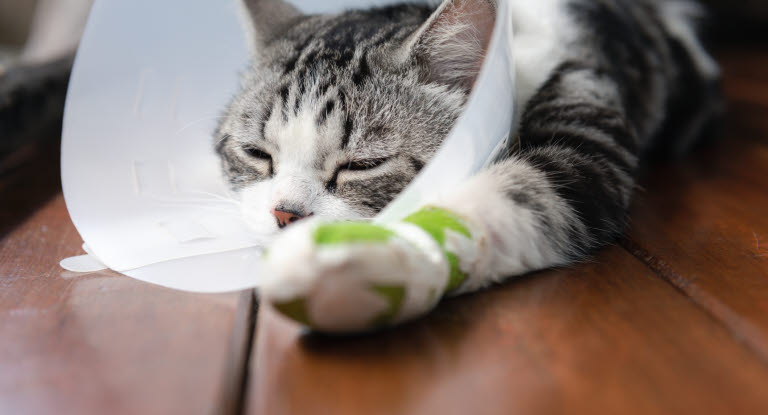 Stoppa blödning på katt