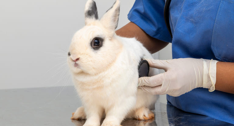 Trumsjuka behöver akut undersökas av veterinär