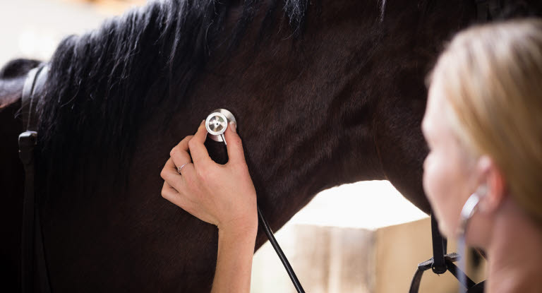 Häst undersöks av veterinär vid sjukdom.